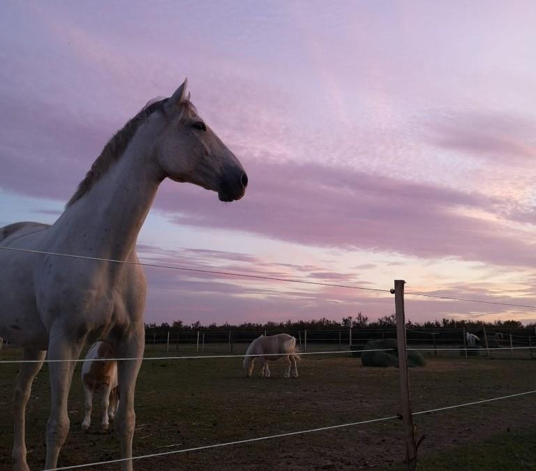 cheval au pré et coucher de soleil