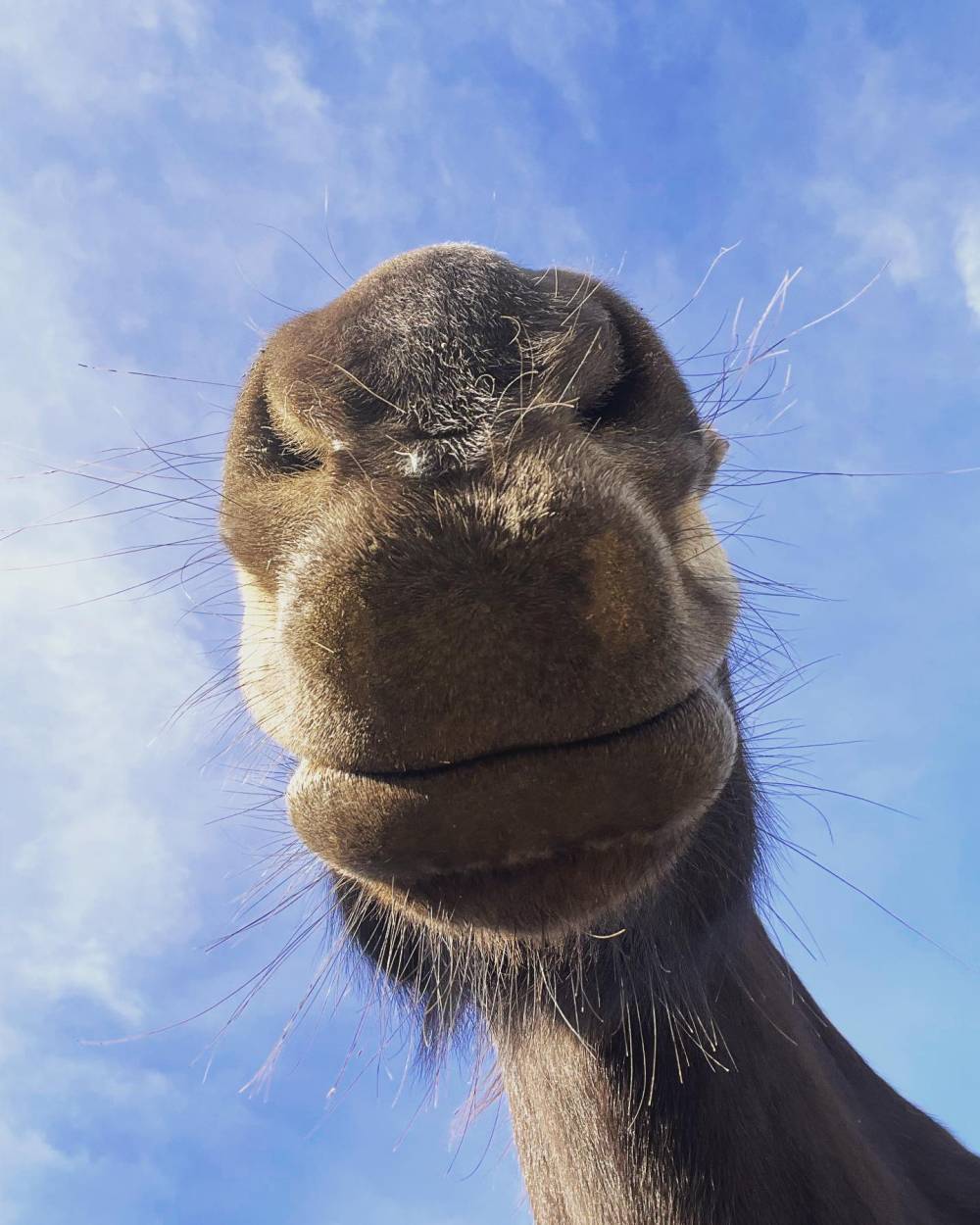 cheval