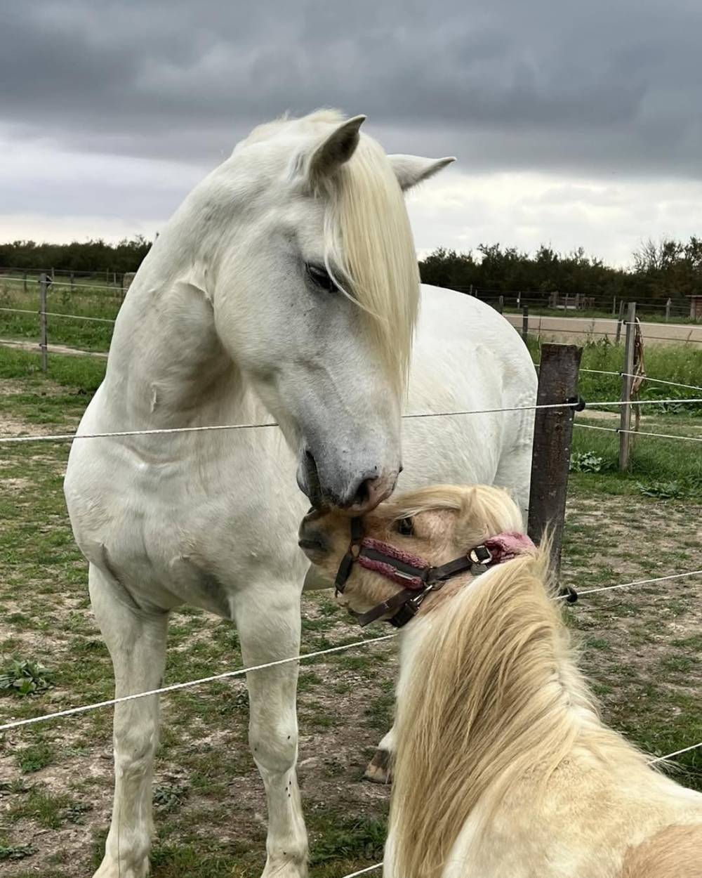 cheval et poney au pré