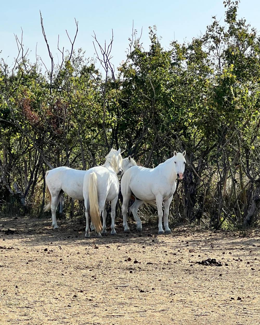 chevaux au pré