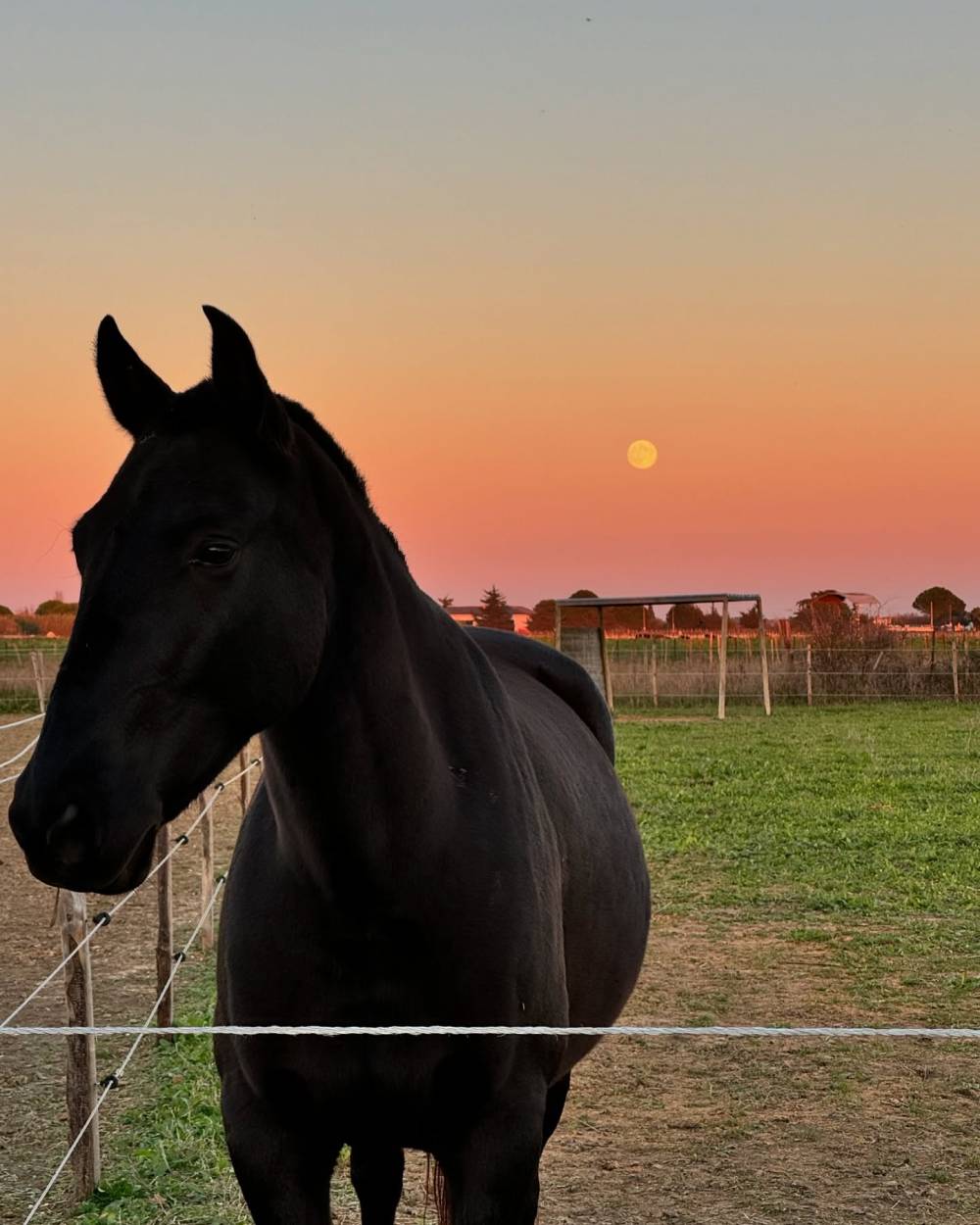 cheval au pré et coucher de soleil