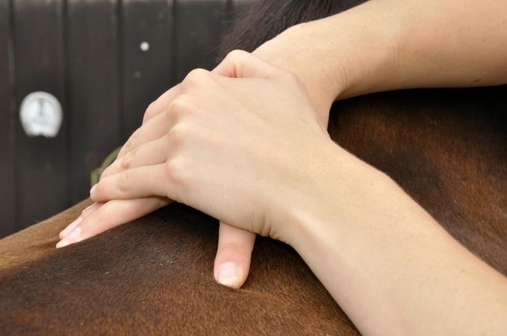 shiatsu équin à Saint-Laurent-d'Aigouze
