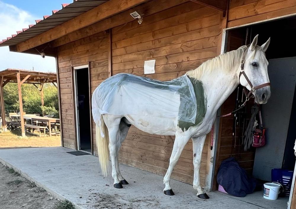 algothérapie cheval à Saint-Laurent-d'Aigouze