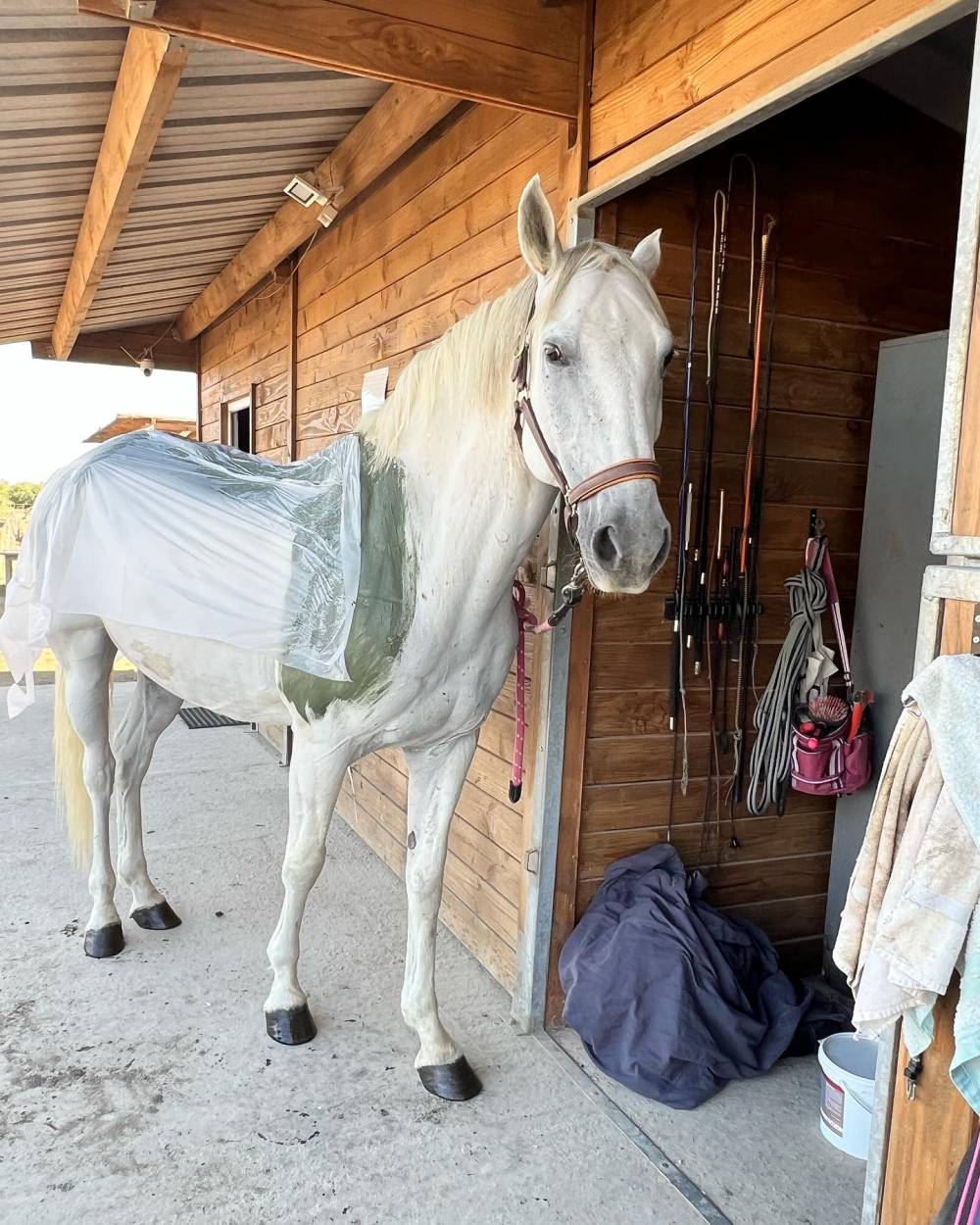 algothérapie sur cheval