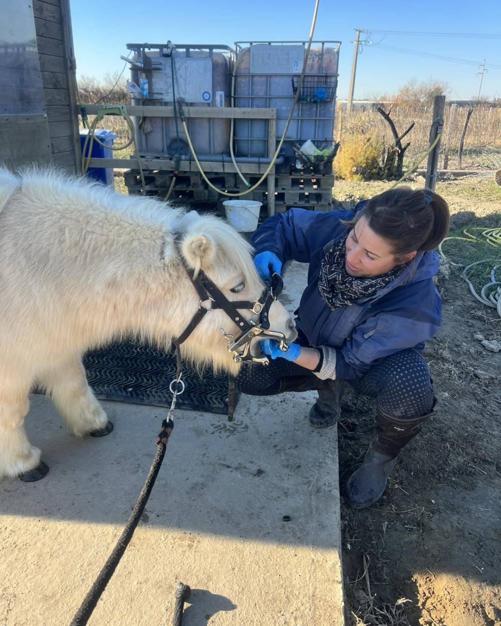 observation dentaire d'un poney