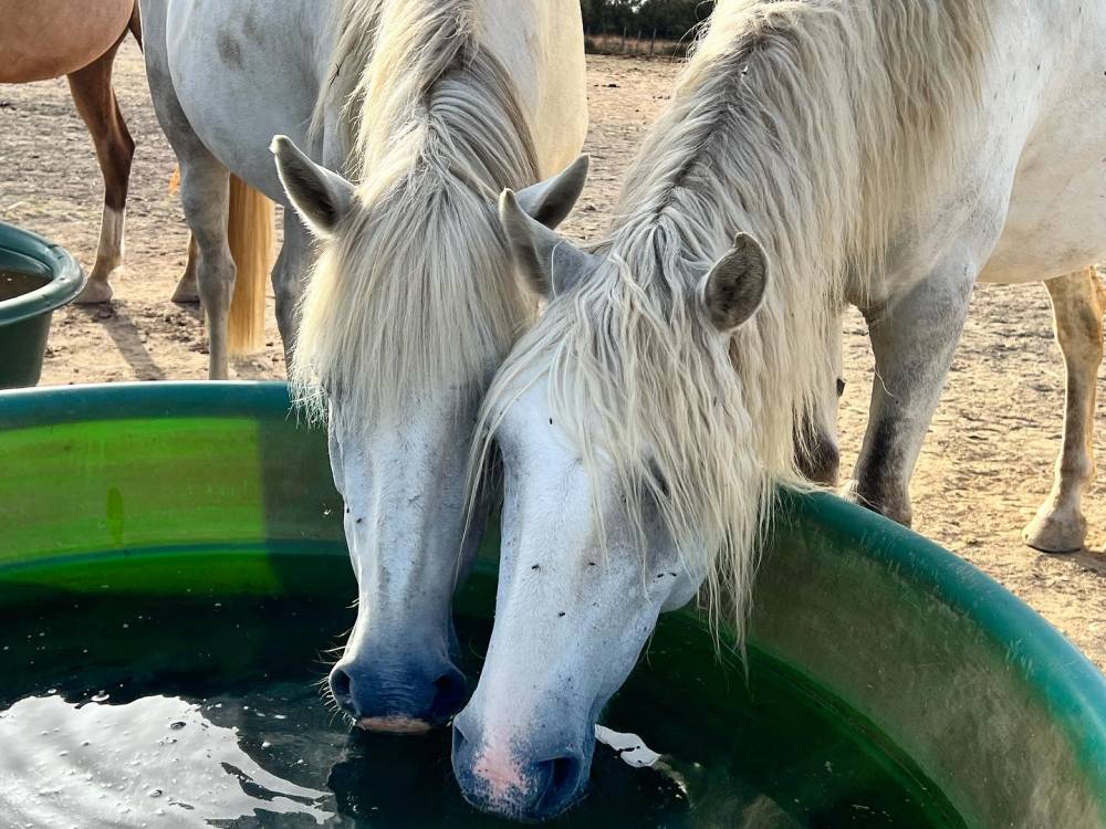 chevaux au pré