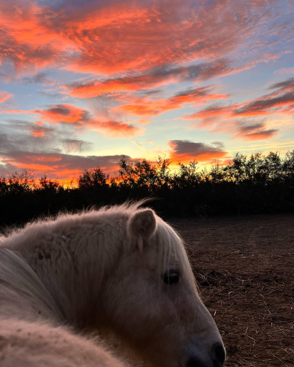 cheval au pré et coucher de soleil