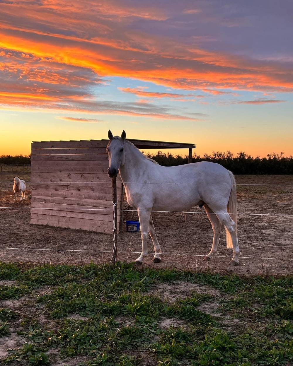 cheval au pré et coucher de soleil