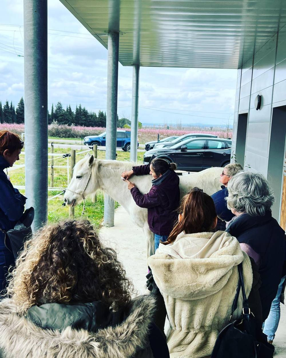 cours vétérinaire sur poney