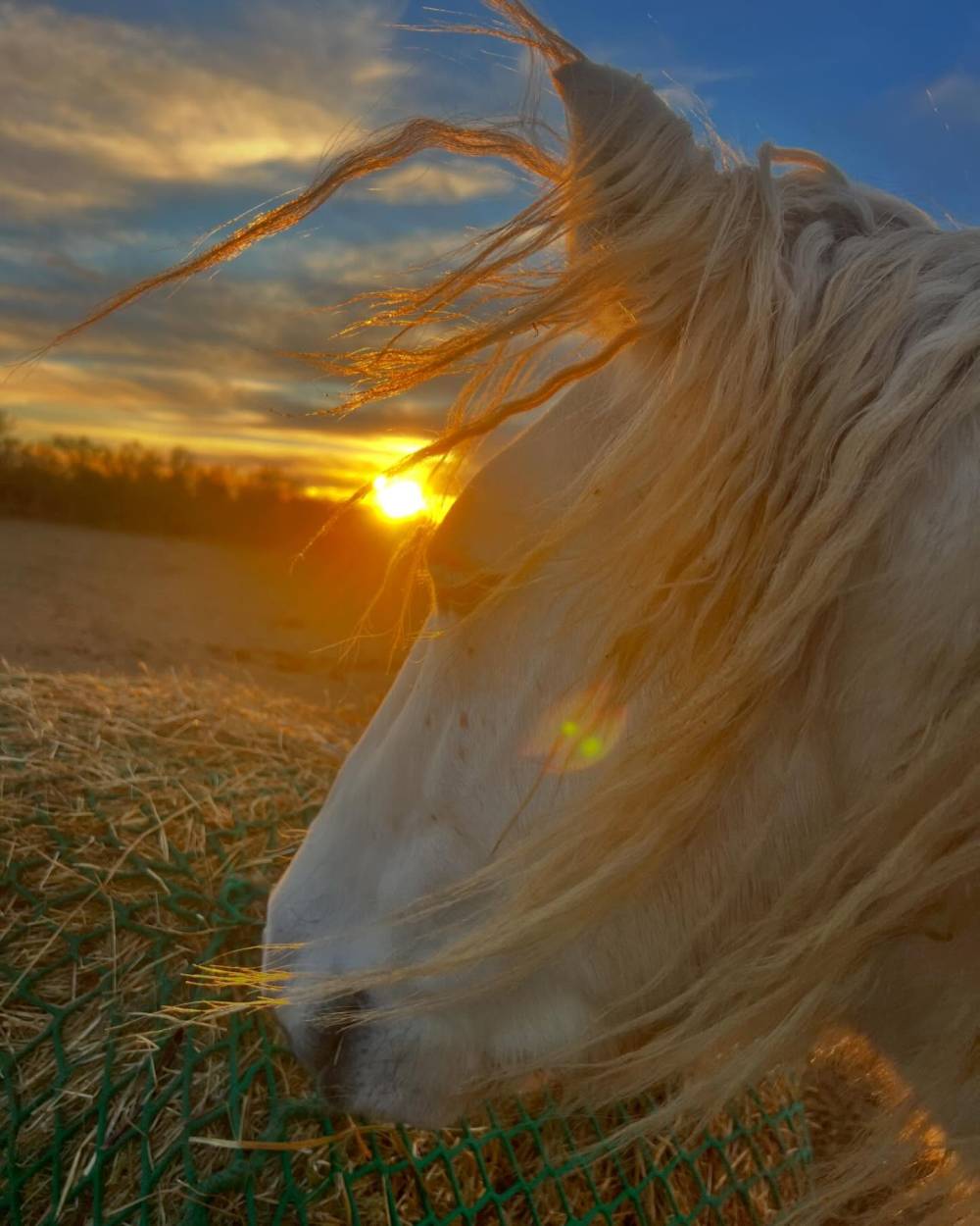 cheval au pré et coucher de soleil