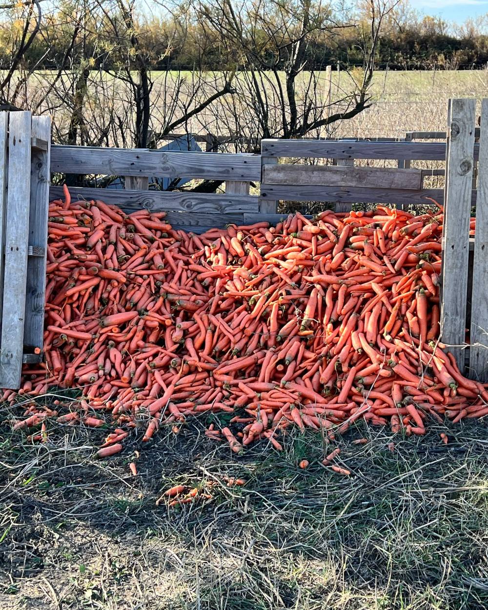 gros tas de carottes