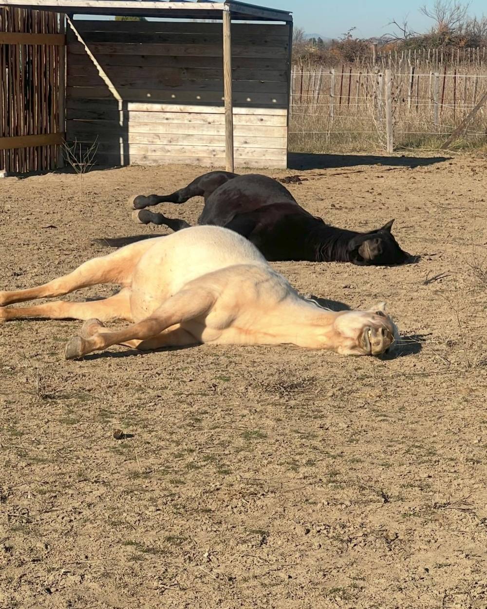 chevaux couchés dans le pré