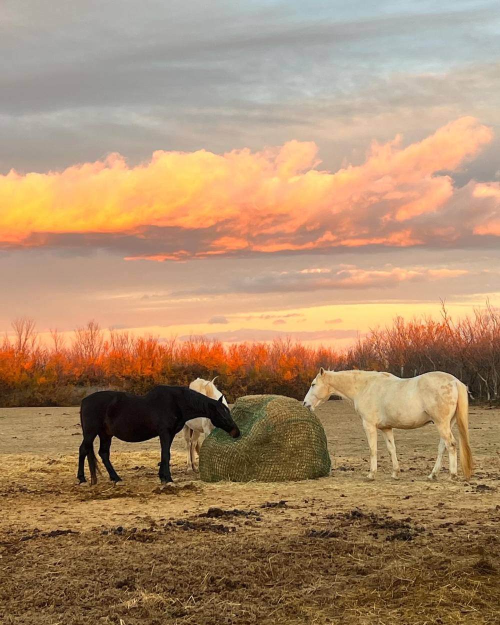 chevaux au près avec un coucher de soleil