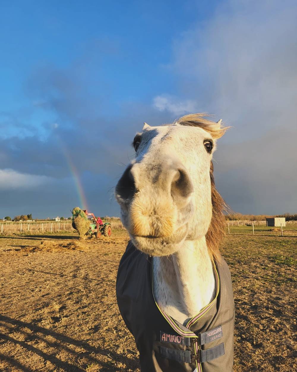 cheval au pré